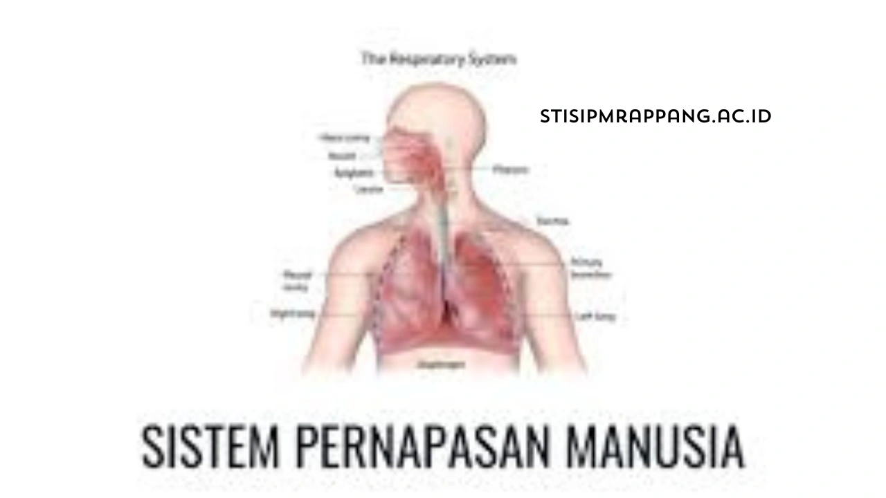 Sistem-Pernapasan-Manusia